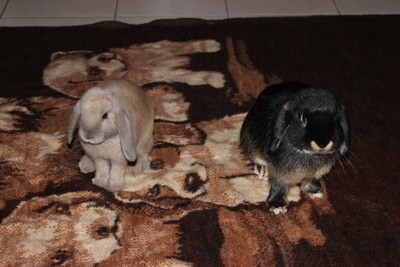 IMG_3979.JPG