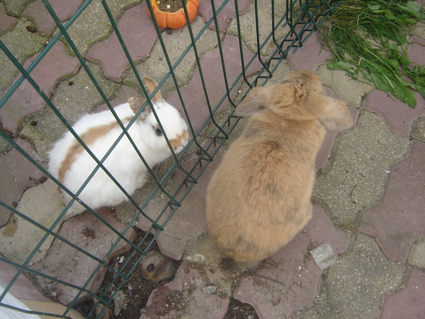 DSC04853.JPG