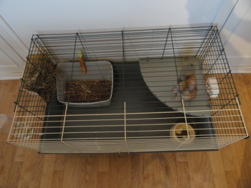 cage4.jpg