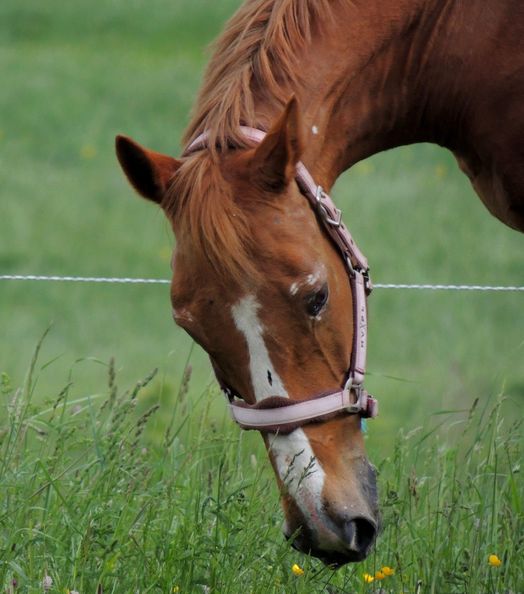 ymp_cheval_sbs-schleswiger-selle-francais_51a216b81f9a7.jpg