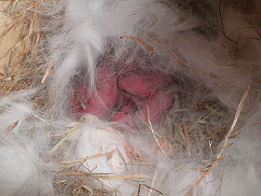 bébés naissance (2).png