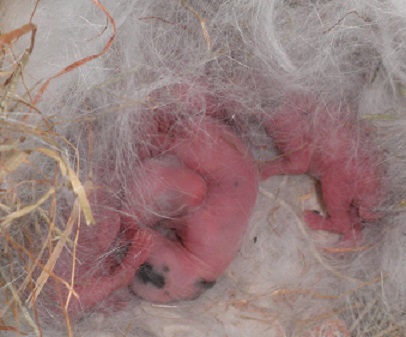 bébés 1jour (paint).jpg