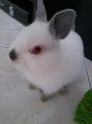 Igloo le coquinou.jpg