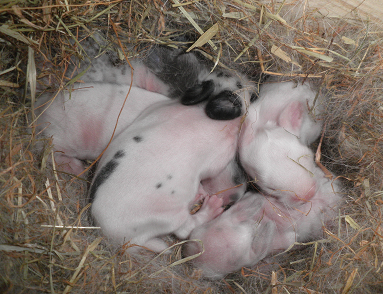bébés 6jours (paint4).png