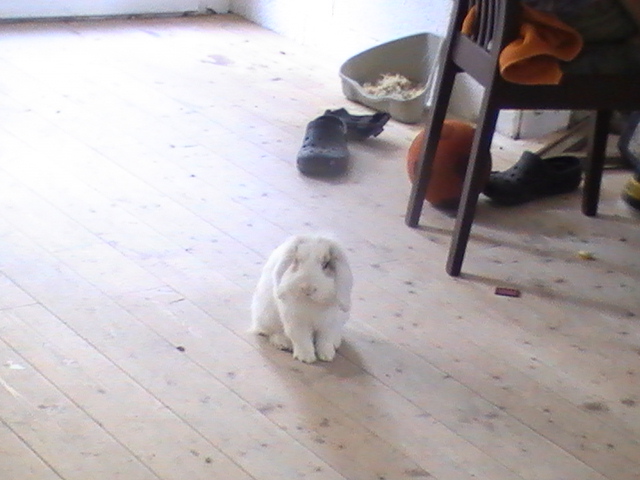 Lapin Tsanga octobre 2012 003.jpg