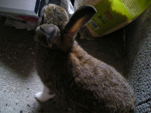 Browni chéri (mdr) 016 (500x374).jpg