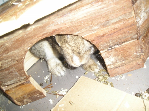 Browni chéri (mdr) 011 (500x374).jpg