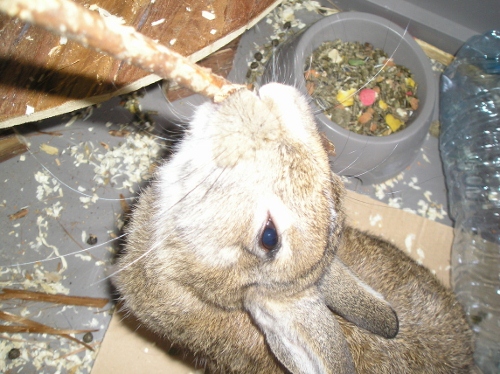 Browni chéri (mdr) 014 (500x374).jpg