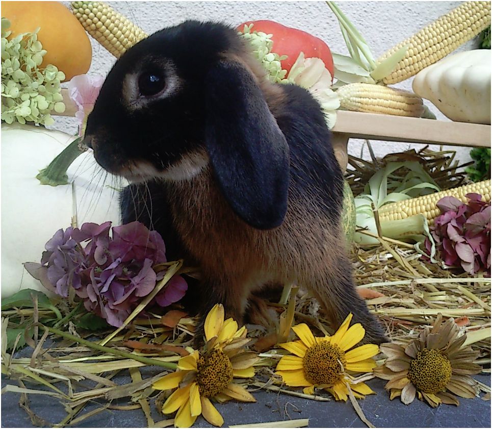 fleure.JPG