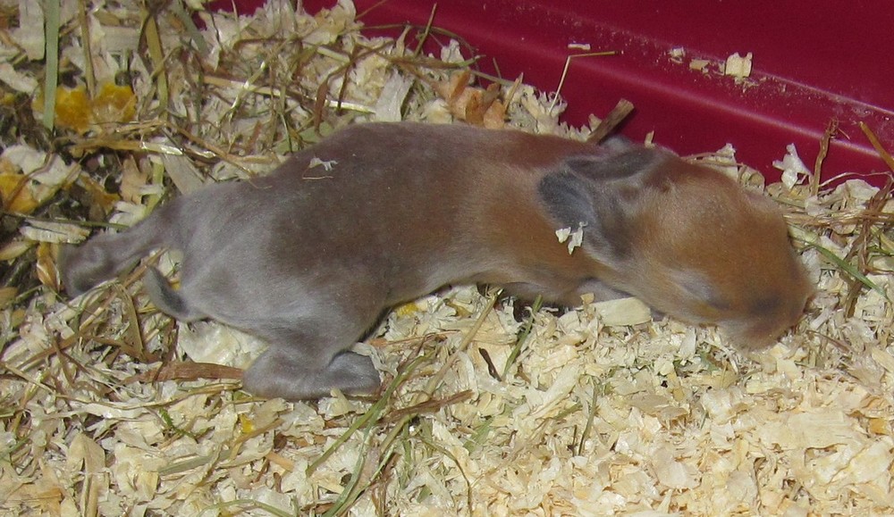bébélapin16déc.jpg