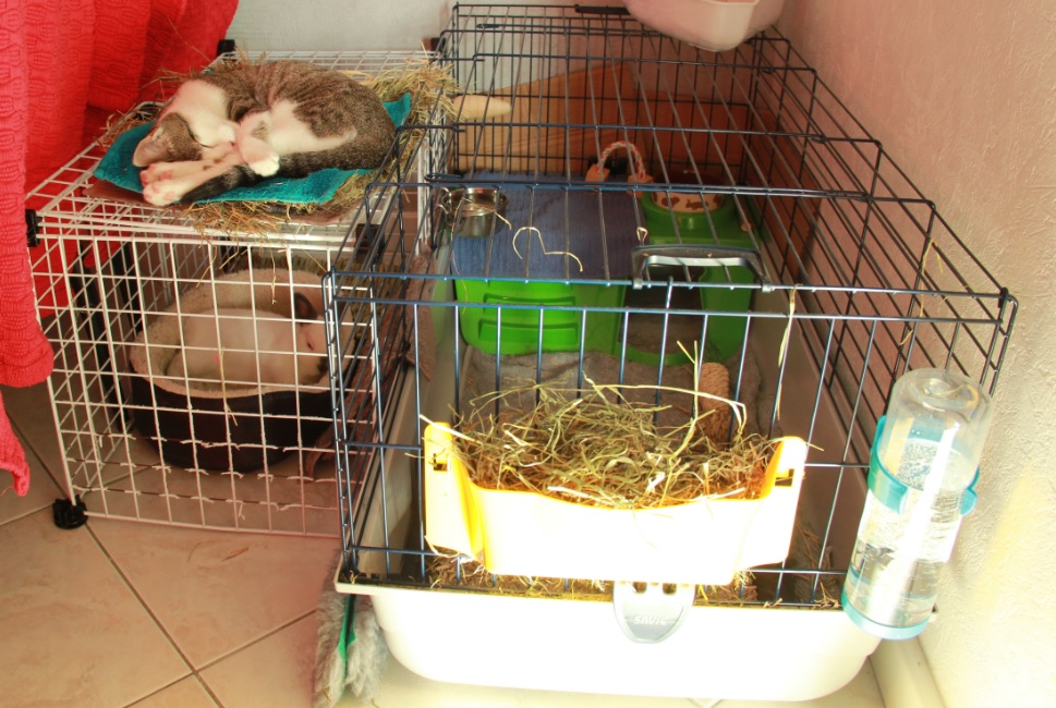 Cage Igloo.jpg