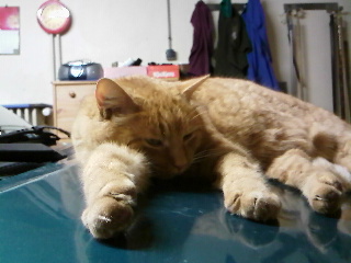 IMG010.jpg