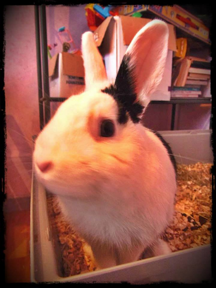 zanimaux litchi lapin nain.jpg