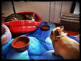 zanimaux pitch chat lapin.jpg
