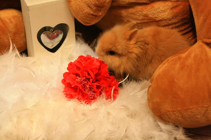 bridget romantique2.jpg