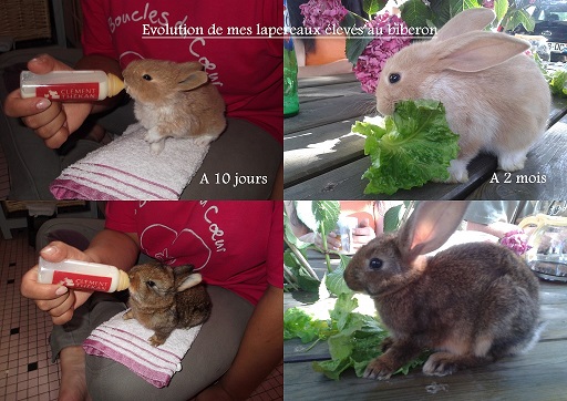 Lapins2.jpg