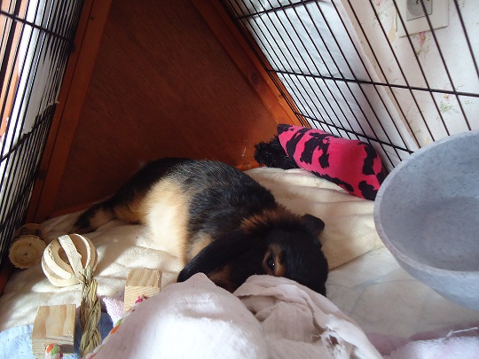 Billy qui se cache à moitié.jpg