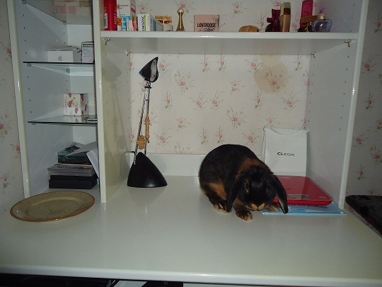 Billy sur le bureau.jpg