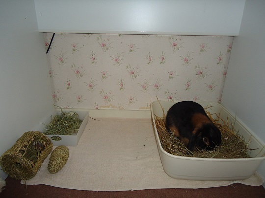 Mon petit coin sous le bureau.jpg