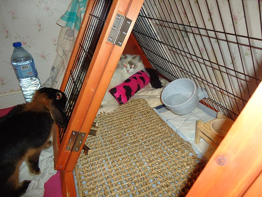 Oh un chat dans mon clapier.jpg