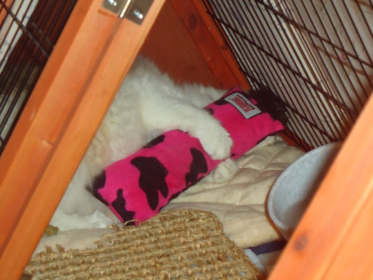 Et mon chat qui joue avec la peluche de billy.jpg