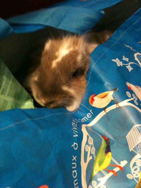 in a bag.jpg