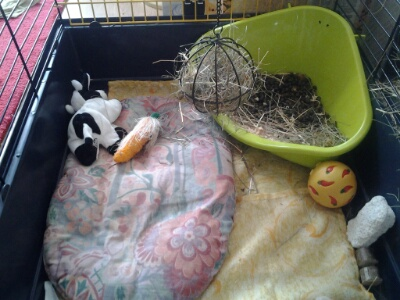 cage2.png