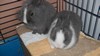 lapin 1.jpg