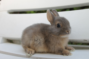 lapin.jpg