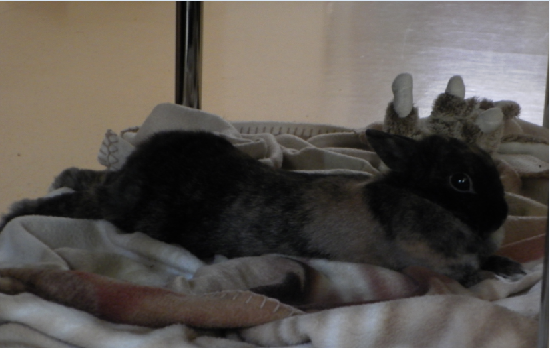 Dibou sieste.png