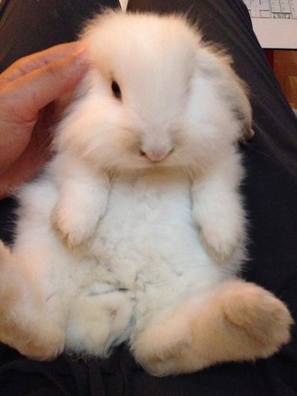 lapin.jpg