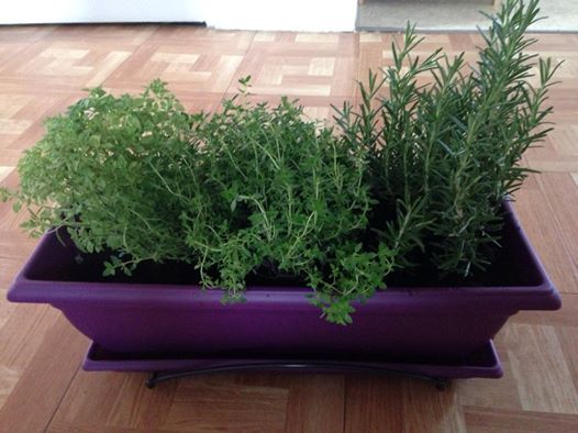 plante.jpg