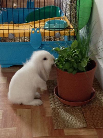 lapin.jpg