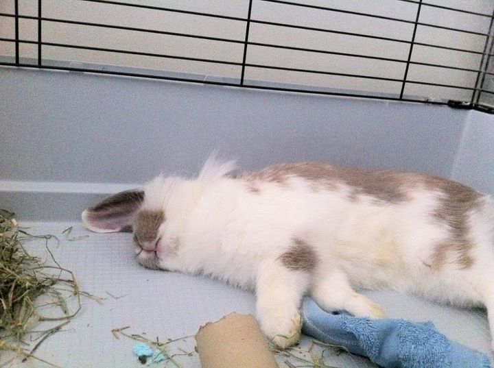 bistrot naps.jpg