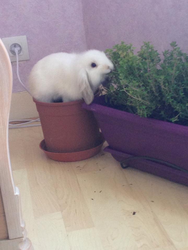 lapin.jpg