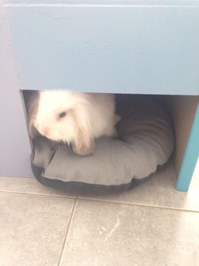 lapin.jpg