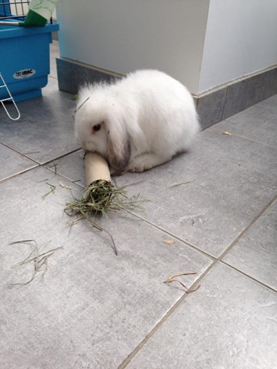 lapin2.jpg