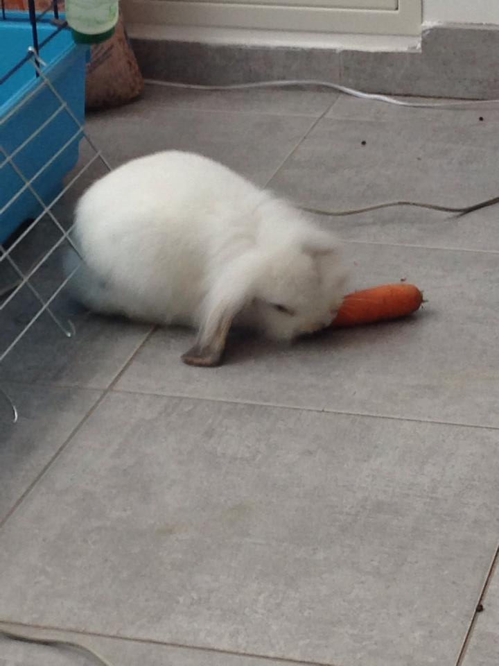 lapin.jpg
