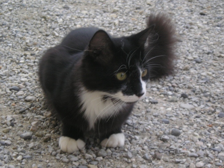 Chats et Anaïs ^^ 004 (450x337).jpg