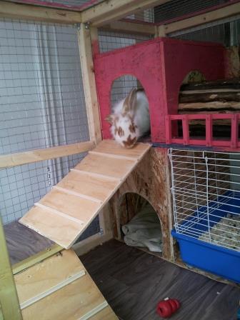 cage3.jpg