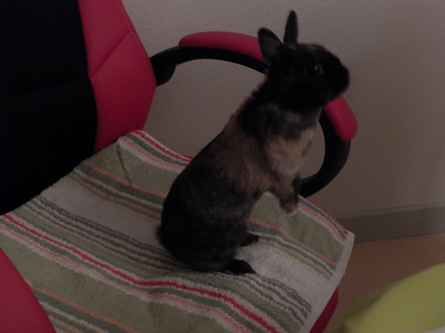 Dibou trone.jpg