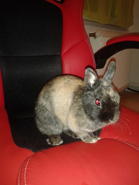 fauteuil.jpg