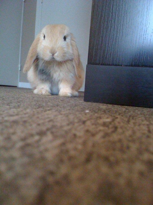 COOKIE1 jpeg.jpg