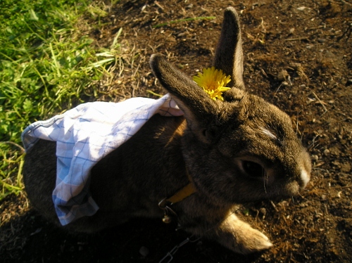 Mariage !!♥lol 002 (500x374).jpg