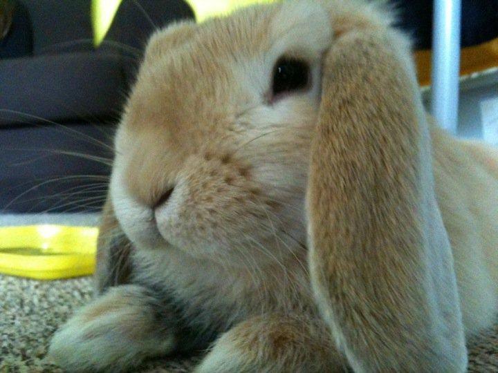 cookie de face jpeg.jpg