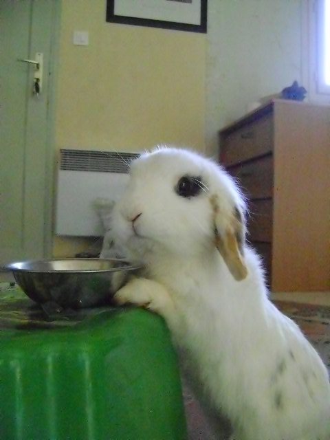 WOODY 025.jpg