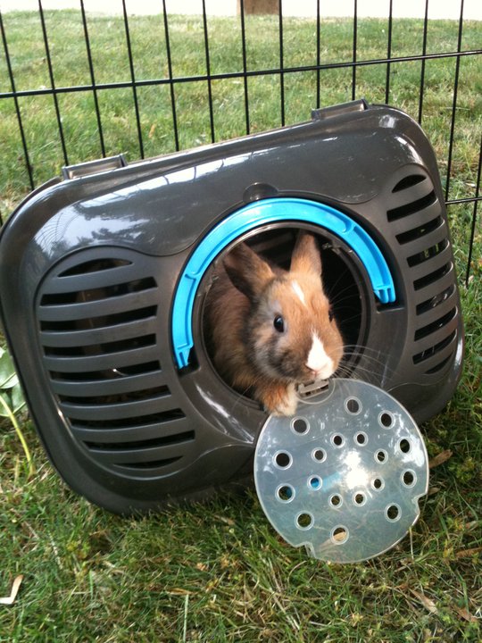 croustille in the park.jpg