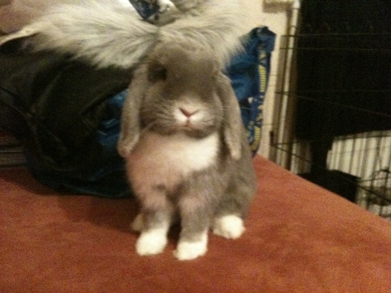 Loulou.jpg