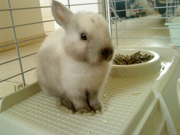 panpan bb.jpg