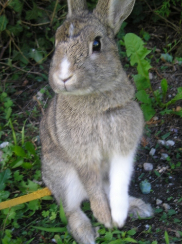 Browni faisant le beau 007 (374x500).jpg